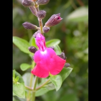Sauge - Lamiaceae Salvia (03)